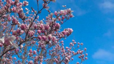 Parlak ve renkli çiçekli Manolya ağaçlarında Krasnodar kamu bahçeleri.