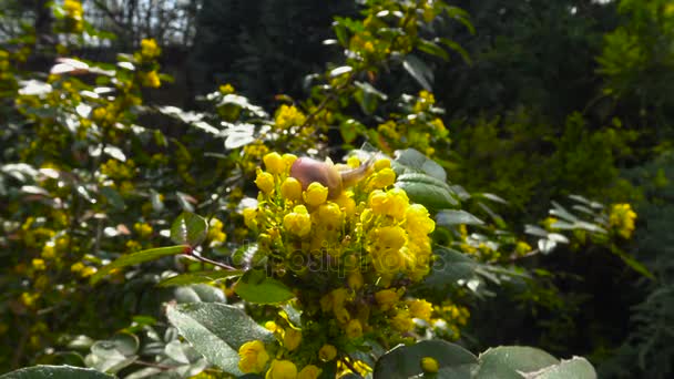 Tavasszal a nyilvános kertekben, a Krasnodar. A csigák a virágzó cserjék. Oroszország. — Stock videók