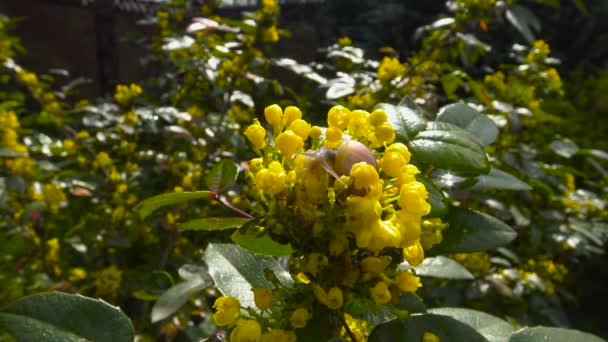 Primavera en los jardines públicos de Krasnodar. Caracoles en los arbustos florecientes. Rusia . — Vídeos de Stock