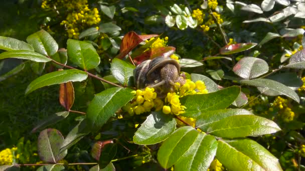 Primavera nei giardini pubblici di Krasnodar. Lumache negli arbusti fioriti. Russia . — Video Stock