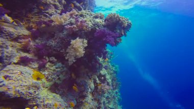 Renkli mercan resif. Mısır yakınlarında Kızıldeniz Dalış. 