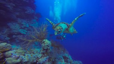 Hawksbill kaplumbağa. Mısır yakınlarında Kızıldeniz Dalış. 