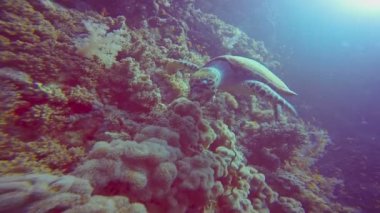 Hawksbill kaplumbağa. Mısır yakınlarında Kızıldeniz Dalış. 