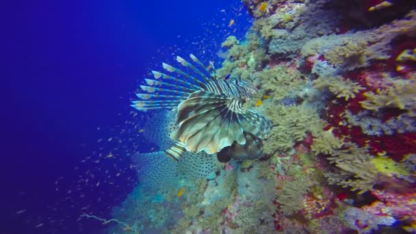 Peixe-leão gracioso. Mergulho no Mar Vermelho perto do Egito . — Vídeo de Stock