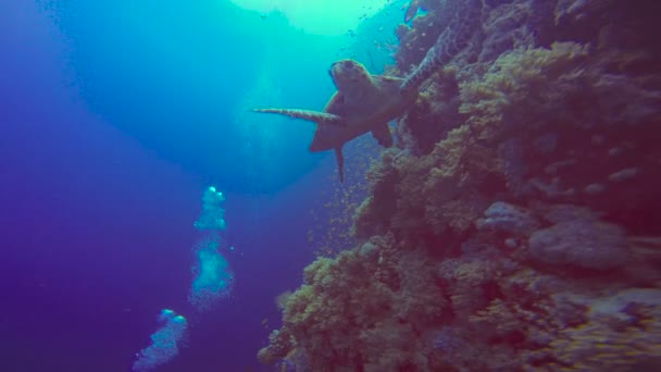 Želva Hawksbill. Potápění v Rudém moři v Egyptě. — Stock video