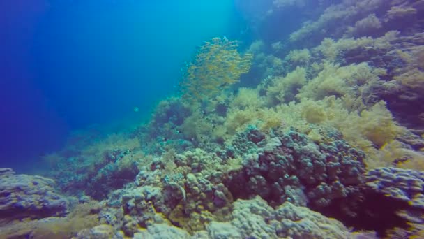 Una bandada colorida de peces pargos. Buceo en el Mar Rojo cerca de Egipto . — Vídeos de Stock
