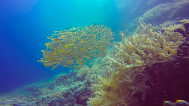Красочная стая рыбок-снэпперов. Дайвинг в Красном море под Египтом . — стоковое видео