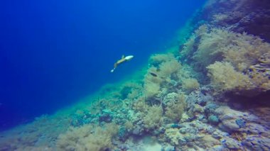 Titan triggerfish. Mısır yakınlarında Kızıldeniz Dalış. 