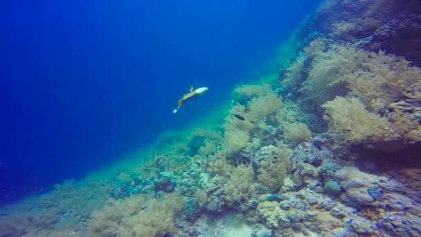 Titan triggerfish. Plongée dans la mer Rouge près de l'Egypte . — Video