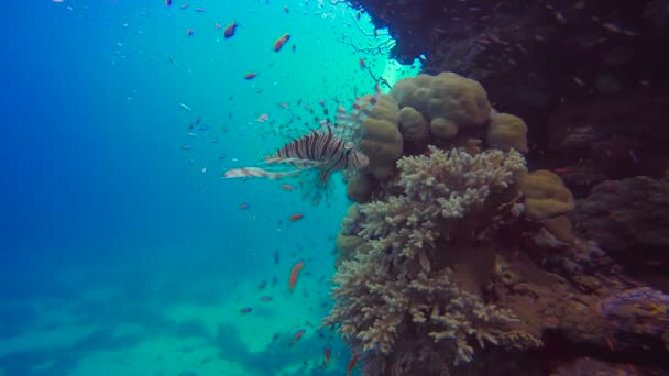 Изящная львиная рыба. Дайвинг в Красном море под Египтом . — стоковое видео
