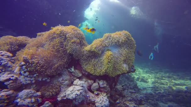 Simbiose de peixes palhaços e anêmonas. Mergulho no Mar Vermelho perto do Egito . — Vídeo de Stock