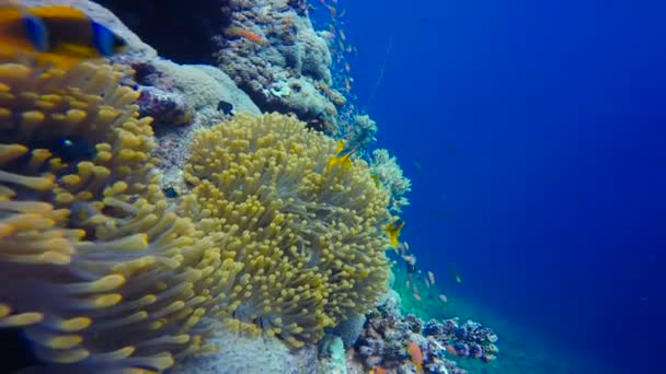 Симбиоз рыбы-клоуна и анемонов. Дайвинг в Красном море под Египтом . — стоковое видео