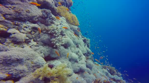 Recifes de corais coloridos. Mergulho no Mar Vermelho perto do Egito . — Vídeo de Stock