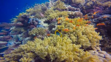 Renkli mercan resif. Mısır yakınlarında Kızıldeniz Dalış. 