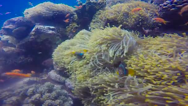 Symbiosis of clown fish and anemones. Diving in the Red sea near Egypt. — Stock Video