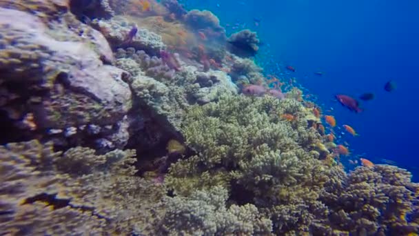 Barevný korálový útes. Potápění v Rudém moři v Egyptě. — Stock video