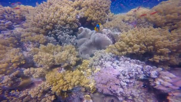 Simbiosis de peces payaso y anémonas. Buceo en el Mar Rojo cerca de Egipto . — Vídeo de stock
