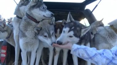 Husky. Köpek kızağı üzerinde yarış hazırlanıyor. Kafkas Dağları. Rusya.