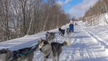 Kızak köpekleri yarış. Kafkas Dağları. Rusya. 