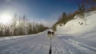 Kızak köpekleri yarış. Kafkas Dağları. Rusya. 