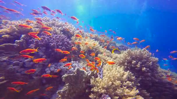 Πολύχρωμες κοραλλιογενείς υφάλους. Καταδύσεις στην Ερυθρά θάλασσα κοντά σε Αίγυπτος. — Αρχείο Βίντεο