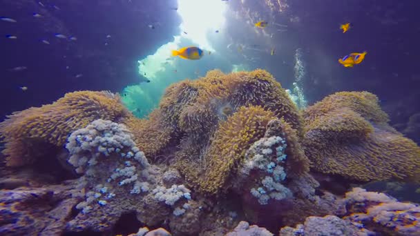 Symbios av clown fisk och anemoner. Dykning i Röda havet nära Egypten. — Stockvideo