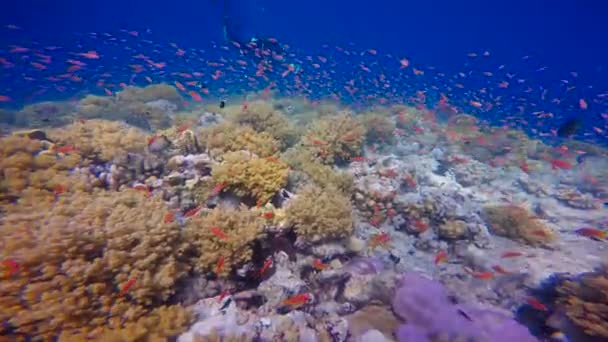 Underwater videographer shoots colorful coral reef. Diving in the Red sea near Egypt. — Stock Video