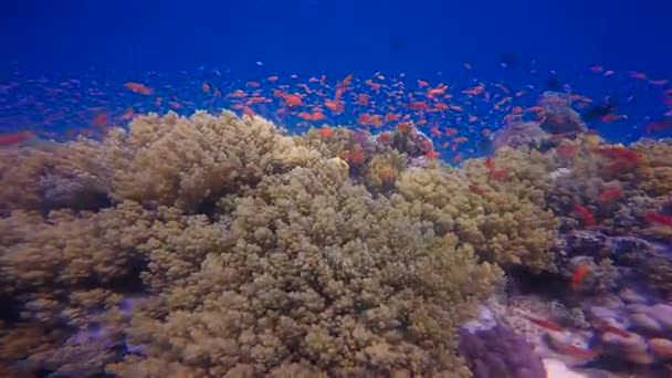 Barevný korálový útes. Potápění v Rudém moři v Egyptě. — Stock video