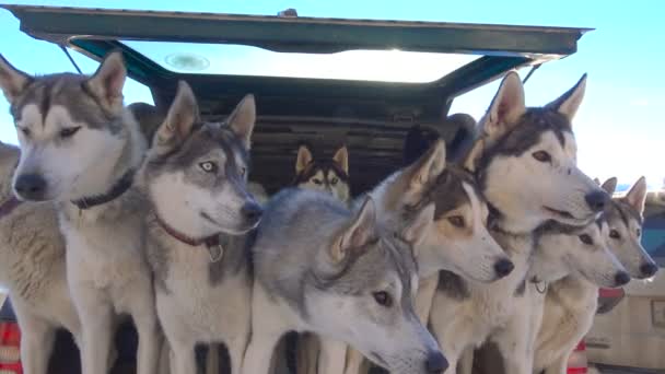 Husky. Vorbereitung auf das Rennen auf einem Hundeschlitten. die kaukasischen Berge. Russland. — Stockvideo