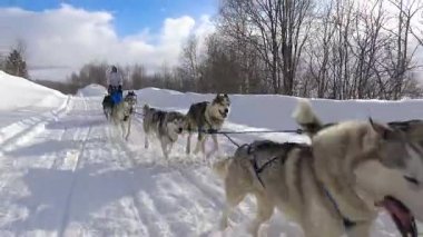 Kızak köpekleri yarış. Kafkas Dağları. Rusya. 