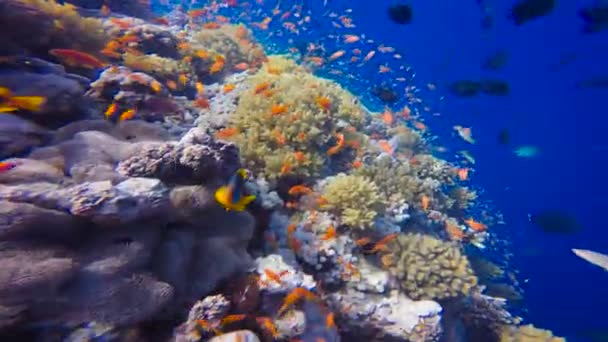 Récif corallien coloré. Plongée dans la mer Rouge près de l'Egypte . — Video