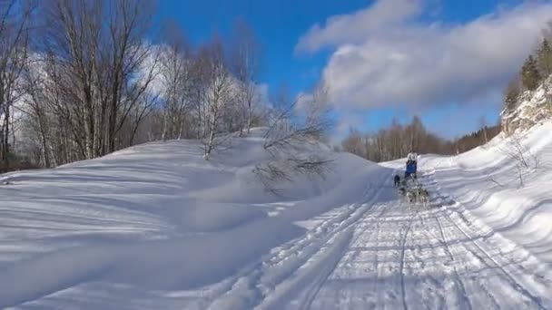 Racing slädhundar. De kaukasiska bergen. Ryssland. — Stockvideo