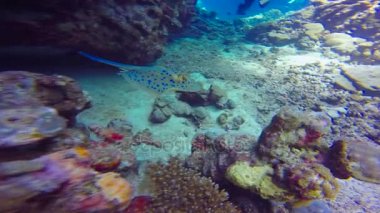 Stingray Taenirua Lymma. Mısır yakınlarında Kızıldeniz Dalış.