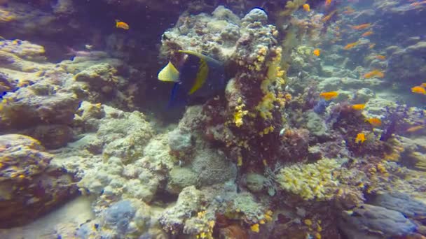 Pez ángel árabe. Buceo en el Mar Rojo cerca de Egipto . — Vídeo de stock