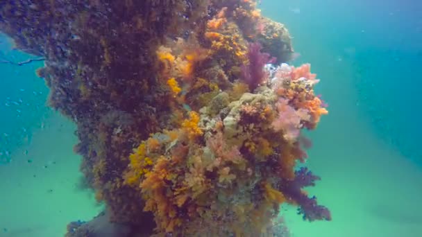 Färgglada korallrev. Dykning i Röda havet nära Egypten. — Stockvideo