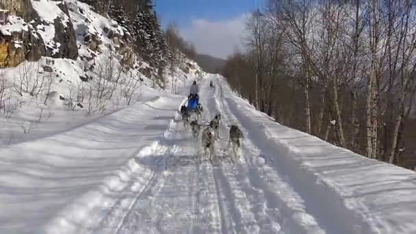 Cani da slitta da corsa. Le montagne caucasiche. Russia . — Video Stock