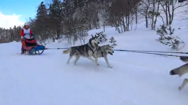 Chiens de traîneau de course. Les montagnes du Caucase. Russie . — Video