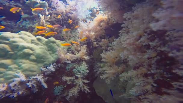 Барвисті коралових рифів. Дайвінг в Червоному морі біля Єгипту. — стокове відео