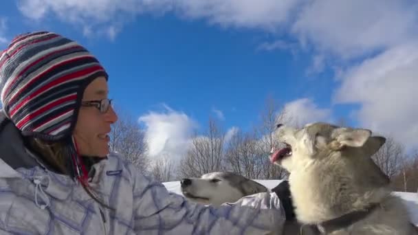 Husky. Prepararsi a correre su una slitta per cani. Le montagne caucasiche. Russia . — Video Stock