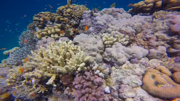 Recifes de corais coloridos. Mergulho no Mar Vermelho perto do Egito . — Vídeo de Stock