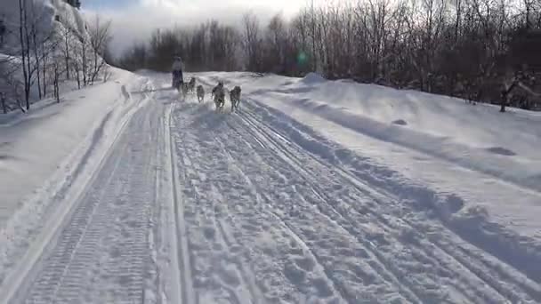 Racing sledehonden. De Kaukasische bergen. Rusland. — Stockvideo