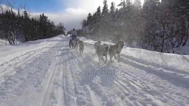 Αγωνιστικό έλκηθρο σκύλων. Τα βουνά του Καυκάσου. Ρωσία. — Αρχείο Βίντεο