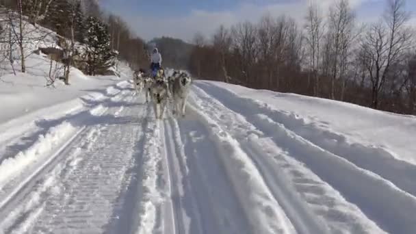 Racing sledehonden. De Kaukasische bergen. Rusland. — Stockvideo