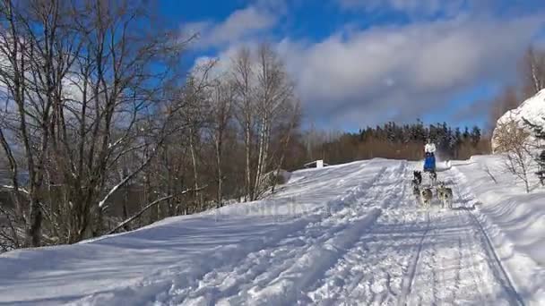 Racing slädhundar. De kaukasiska bergen. Ryssland. — Stockvideo