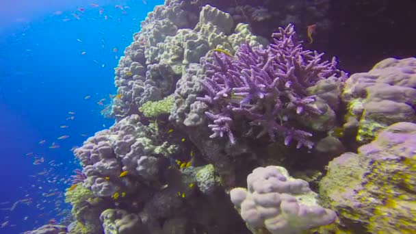 Recifes de corais coloridos. Mergulho no Mar Vermelho perto do Egito . — Vídeo de Stock