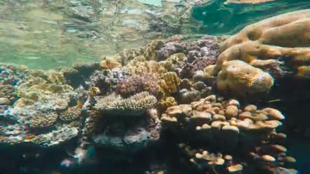 Récif corallien coloré. Plongée dans la mer Rouge près de l'Egypte . — Video