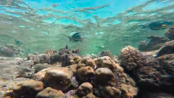 Barriera corallina colorata. Immersioni nel Mar Rosso vicino all'Egitto . — Video Stock