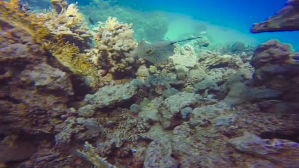 Stingray Taenirua Lymma. Diving in the Red sea near Egypt. — Stock Video