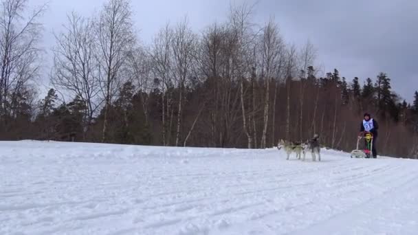 Cães de trenó de corrida. As montanhas caucasianas. Rússia . — Vídeo de Stock