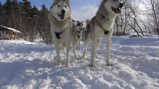 Χάσκι. Προετοιμασία για αγώνα σε ένα έλκηθρο σκύλων. Τα βουνά του Καυκάσου. Ρωσία. — Αρχείο Βίντεο